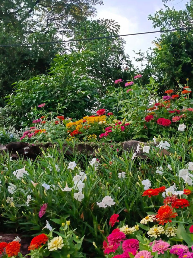 都会の喧騒を離れて、自然に包まれたスワンルアン・ラマ9で心をリセット🌿🌸