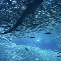 サメ飼育NO.1‼️見応え抜群の楽しすぎる水族館