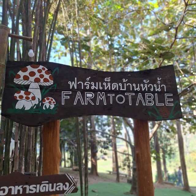 🍄 ฟาร์มเห็ดบ้านหัวน้ำ จ.น่าน |