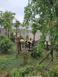 🐼 Ultimate Chengdu Giant Panda Base Adventure: Your Complete Guide to Panda Paradise! 🎋