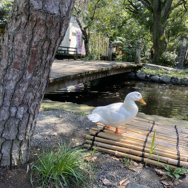 【平塚】アヒルの神様がいる神社🪿平塚八幡宮🇯🇵