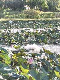 Sublime Stoneboat sailing through the lotus pond
