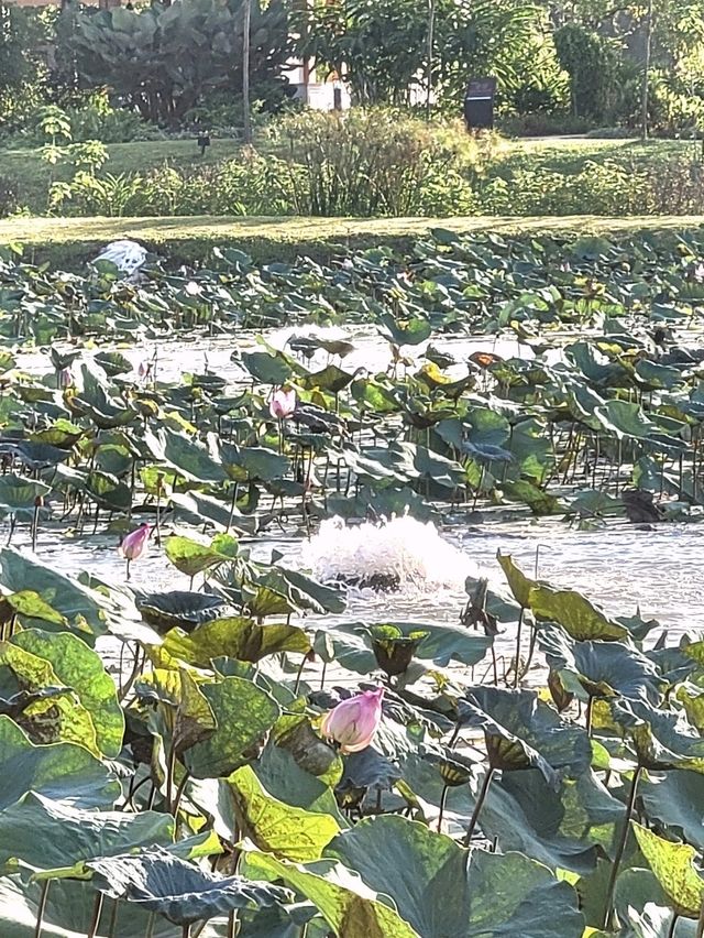 Sublime Stoneboat sailing through the lotus pond