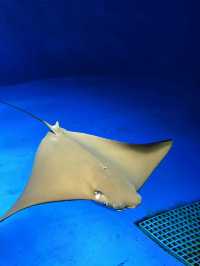 探索海底世界的美麗Xpark水族館