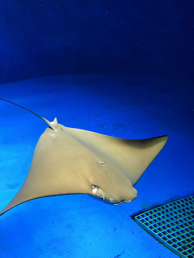 探索海底世界的美麗Xpark水族館
