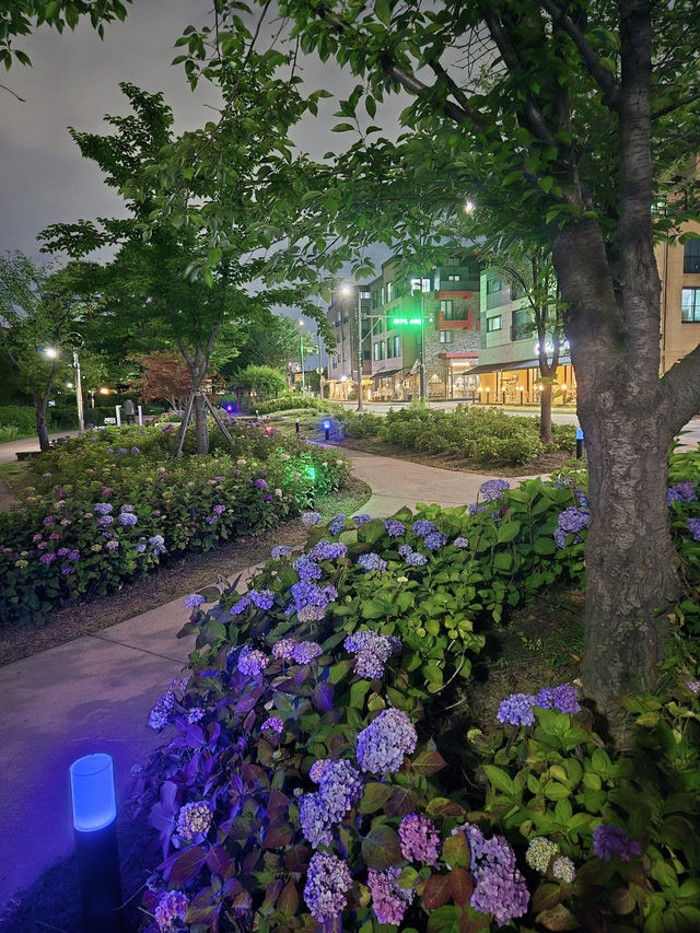 🌌 신동 수국정원과 카페거리, 조용히 피어나는 밤의 산책