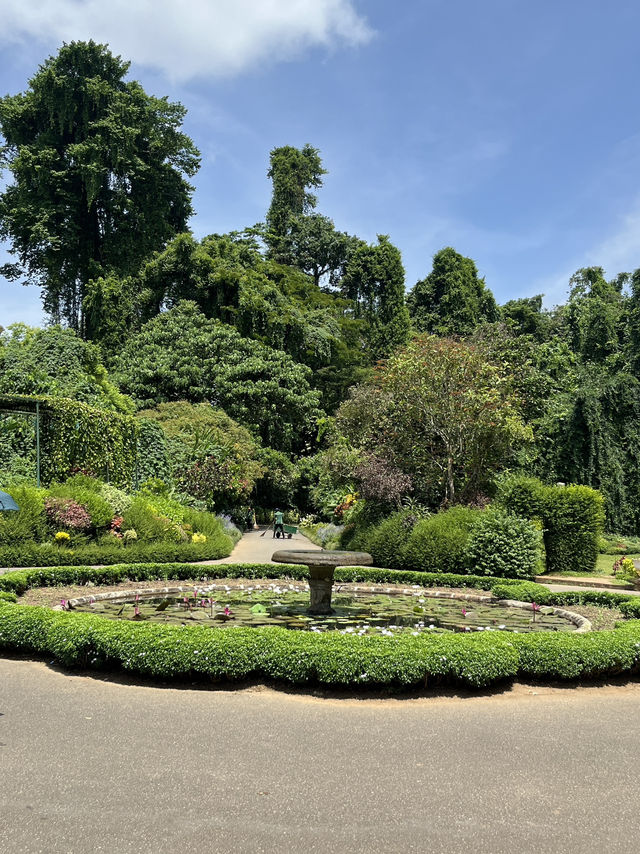🌿斯里蘭卡皇家植物園｜歷史百年＋絕美拍照點＋門票交通一次搞定！