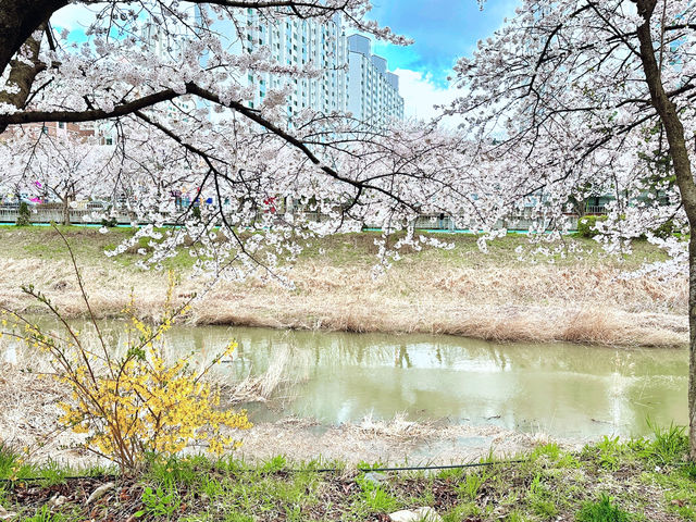 김포명소 추천 산책하기 좋은 곳 계양천 산책로