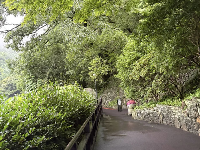 My Visit to Nanzoin Temple and its Hydrangeas in Fukuoka! ☔️🌸