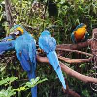 【中国/広州/長隆野生動物園】