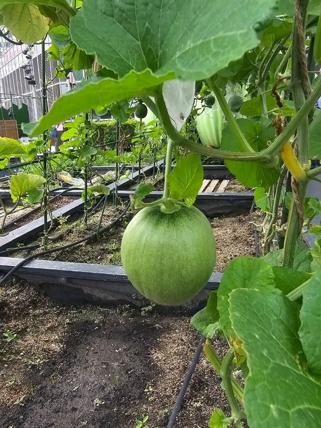 喺繁華嘅石屎森林中,有機會走入大自然,絕對可以令人身心放鬆