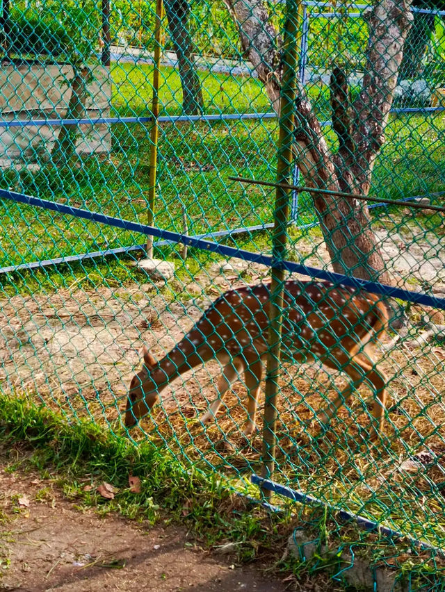 Durian, Deer, and Daylight, Only at Citra Kebun Wisata