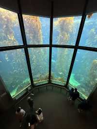 海底總動員取景靈感 | Monterey Bay Aquarium 蒙特雷灣水族館🐟
