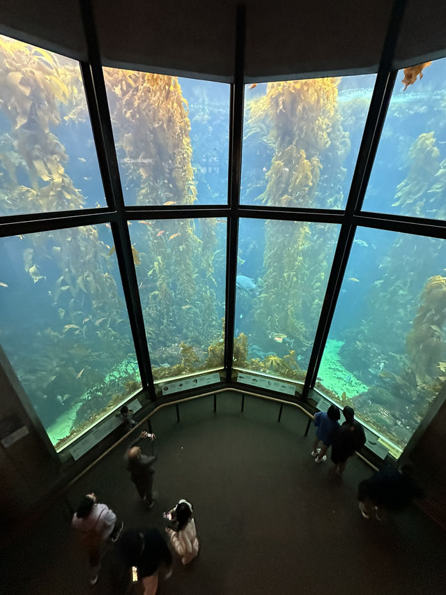 海底總動員取景靈感 | Monterey Bay Aquarium 蒙特雷灣水族館🐟
