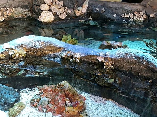 A Dive into the Deep at Aquaria KLCC