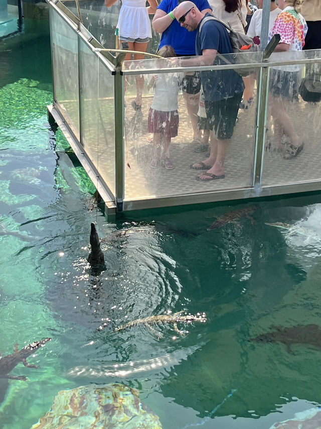 🐊 Face to Face with Giants in Darwin 🦎🌴