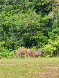 วิ่งสูดอากาศบริสุทธิ์แบบ 360 องศา ที่เขาใหญ่