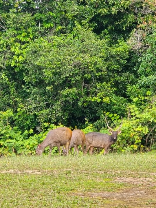 วิ่งสูดอากาศบริสุทธิ์แบบ 360 องศา ที่เขาใหญ่
