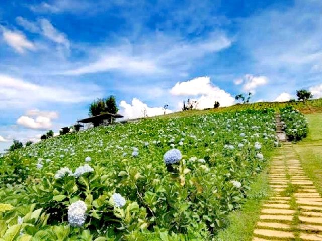 大叻繡球花田