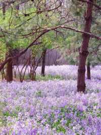 🌸 Jiangfu Park’s Purple Spring Sea of Flowers (Erythronium Fields) – Full Guide & Live Report 🌿💜