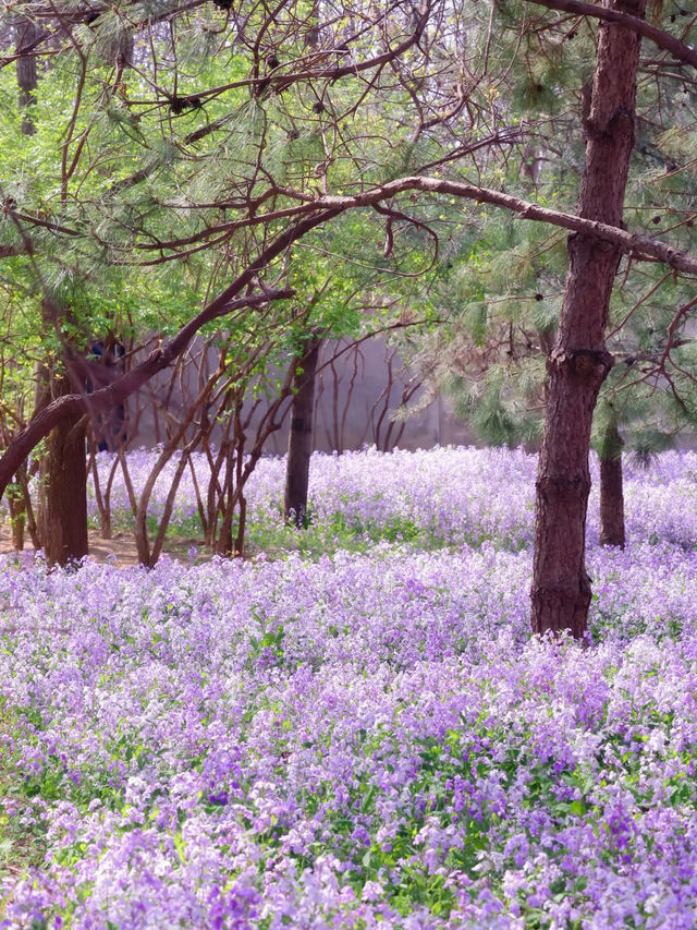 🌸 Jiangfu Park’s Purple Spring Sea of Flowers (Erythronium Fields) – Full Guide & Live Report 🌿💜