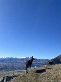 🦌 Deer Heights Park – Queenstown, New Zealand