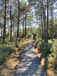 Peaceful Waves and Pine Trees at Praia do Vilar