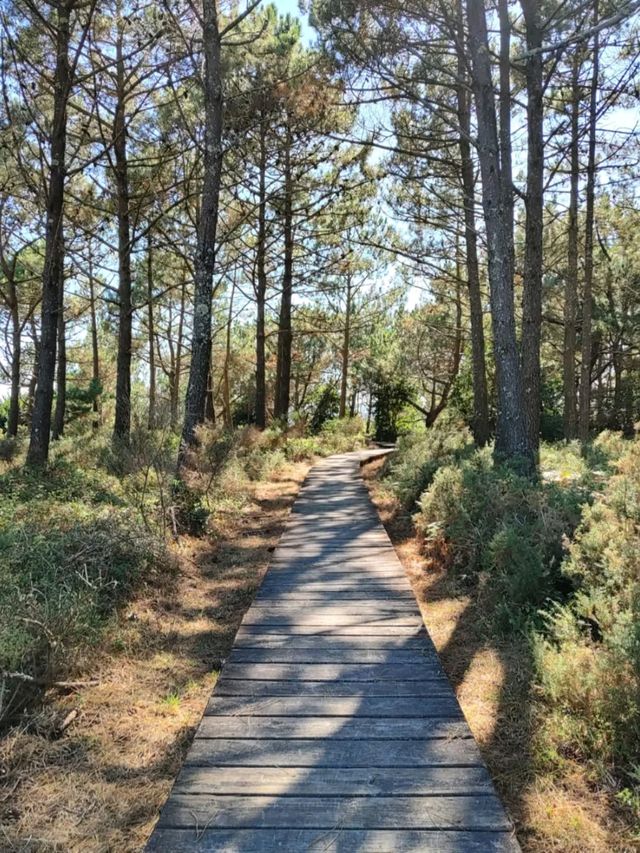 Peaceful Waves and Pine Trees at Praia do Vilar
