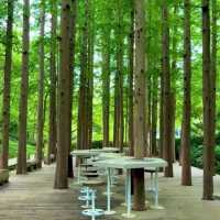 【中国/青島中山公園】