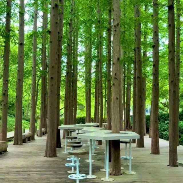 【中国/青島中山公園】