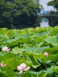 BREEZE-RUFFLED LOTUS AT QUYUAN · NATURE’S PERFUMED THEATER
