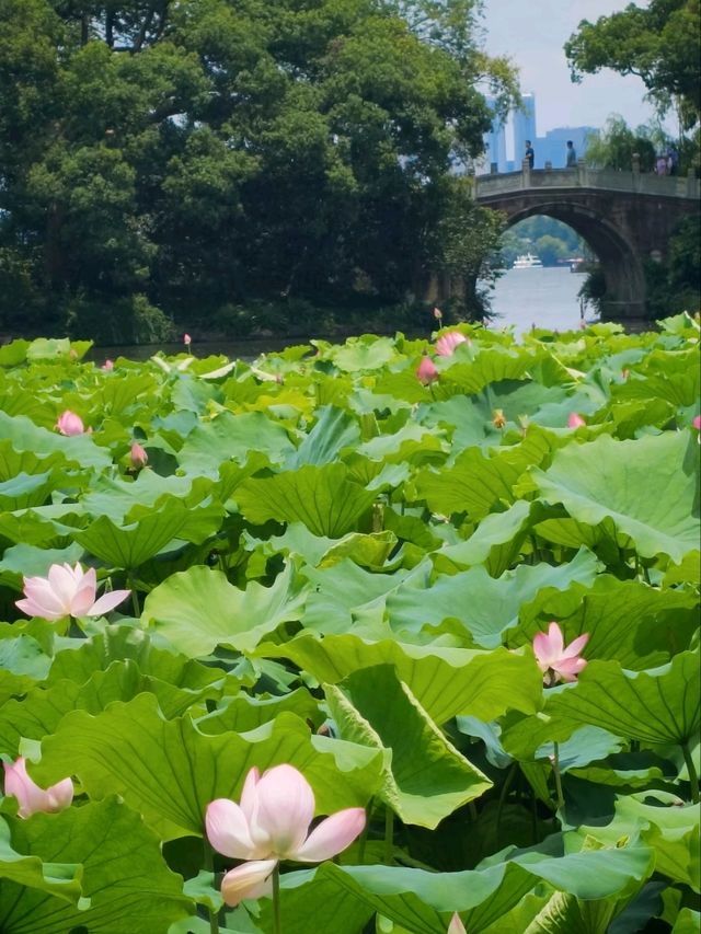 BREEZE-RUFFLED LOTUS AT QUYUAN · NATURE’S PERFUMED THEATER