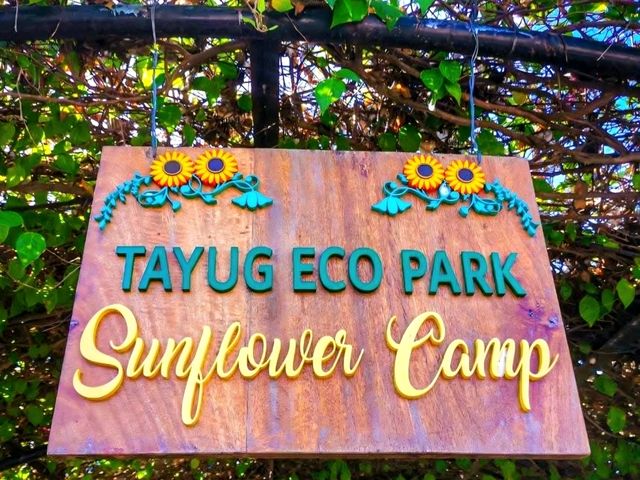 Sunflower Maze – A Blooming Wonder in Tayug, Pangasinan