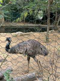 Hongshan Forest Zoo – Where Animals Reign Supreme