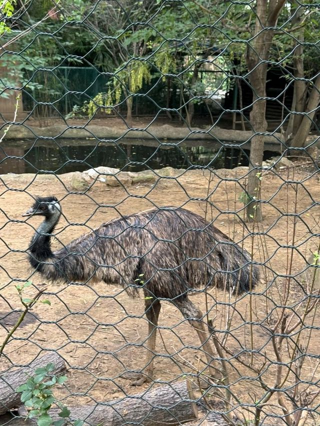 Hongshan Forest Zoo – Where Animals Reign Supreme