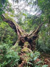 A Journey to Explor Ma On Shan