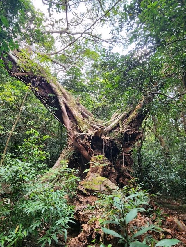 A Journey to Explor Ma On Shan