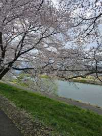 sendai sakura budget
