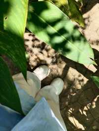 ร้านบ้านจ่า ตากใบ