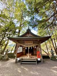  The Majestic Cedar by Kinrin Lake Shrine – A Timeless Guardian 