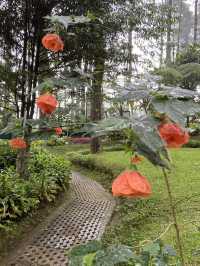 Discovering Serenity: A Journey Through Orchid Forest Cikole