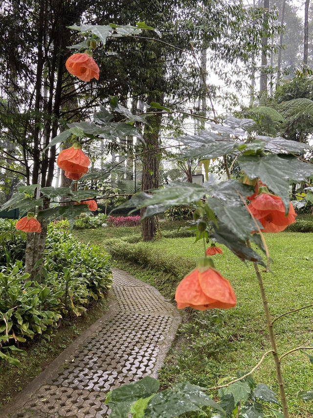 Discovering Serenity: A Journey Through Orchid Forest Cikole