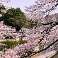 文京・関口 神田川沿いの桜を狙う — 撮影ポイント＆ランチガイド