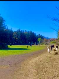 자연 속 힐링 여행 🌿 제주 비밀의 숲 산책기