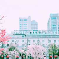 📸✨春の山下公園で横浜マリンタワーと桜、ホテルニューグランドと桜を一緒に撮影できる場所とコツ