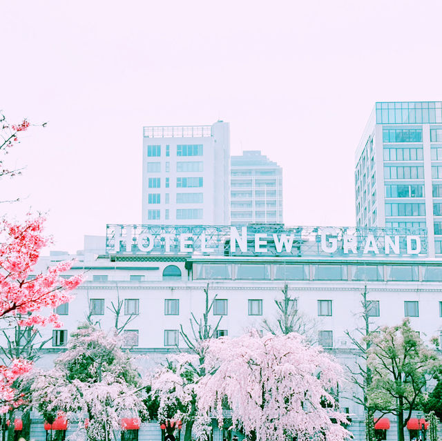 📸✨春の山下公園で横浜マリンタワーと桜、ホテルニューグランドと桜を一緒に撮影できる場所とコツ