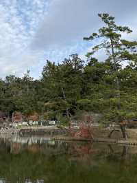 一日散策-奈良公園