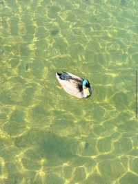 Nelson Lakes National Park ๐๏ธ