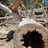 Mount San Jacinto State Park (Idyllwild)