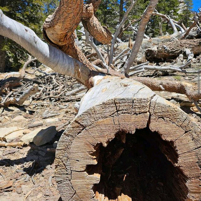 Mount San Jacinto State Park (Idyllwild)